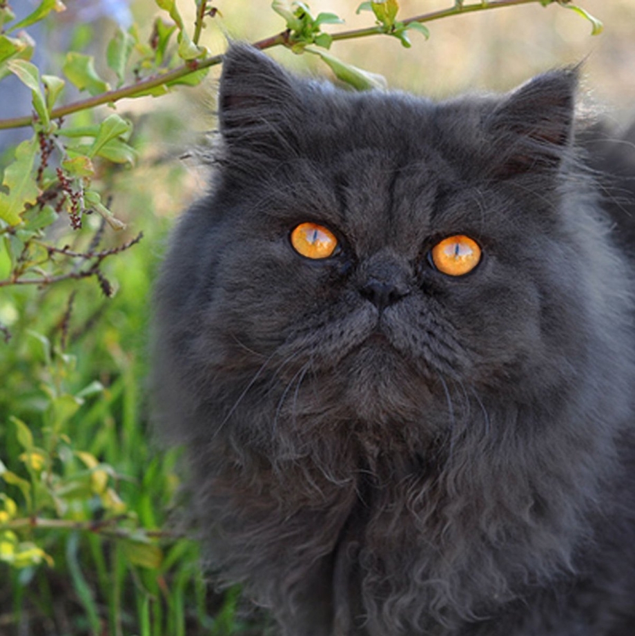 Персидский кот дымчатый