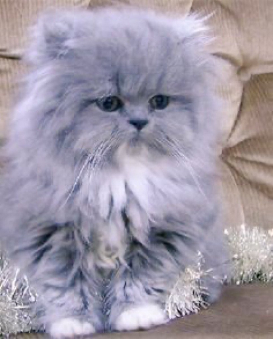 Персидская голубая кошка