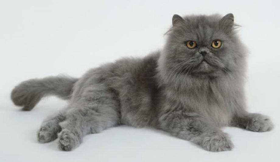 Персидская голубая кошка