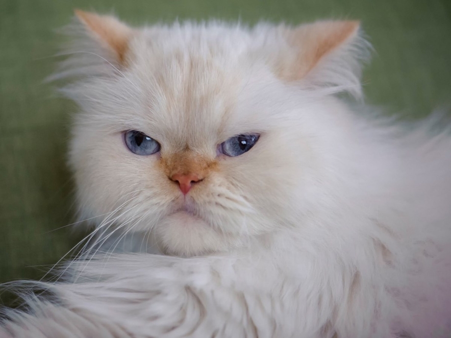 Гималайская кошка белая