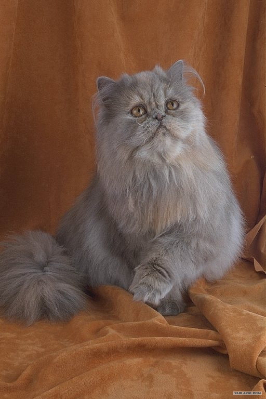Персидская шиншилла серая