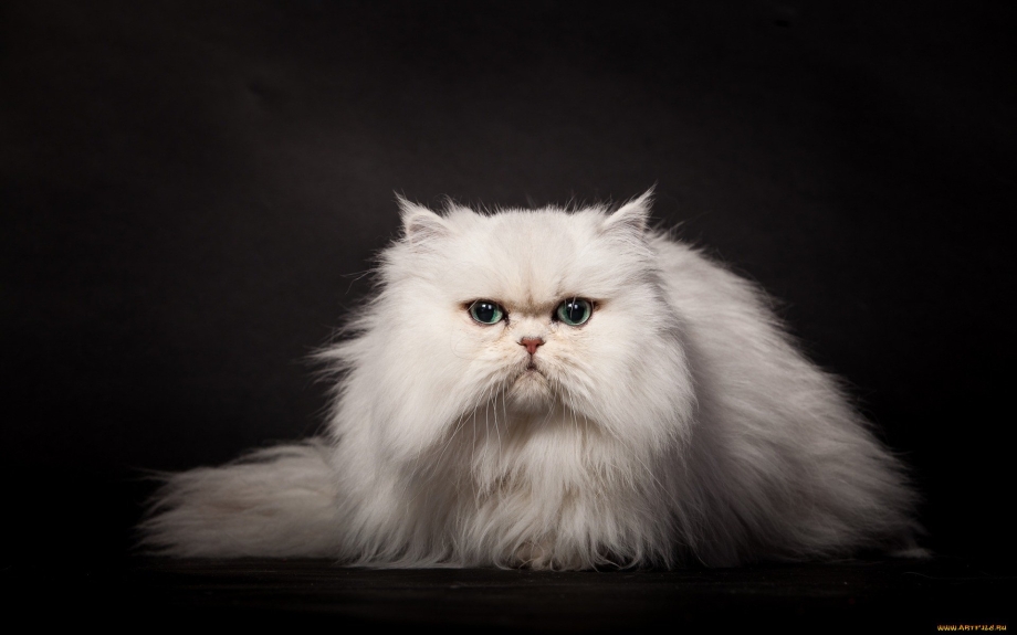 Сибирский персидский кот