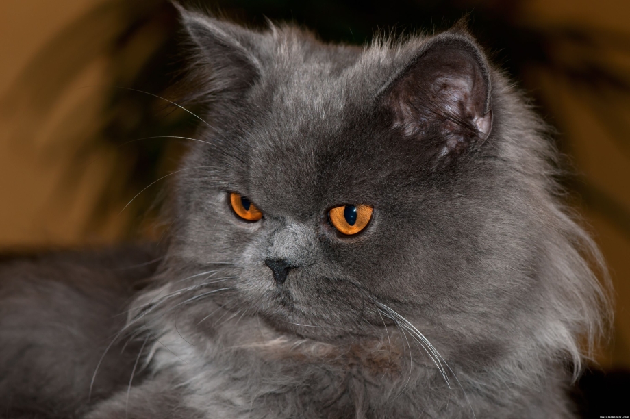 Персидский кот серый