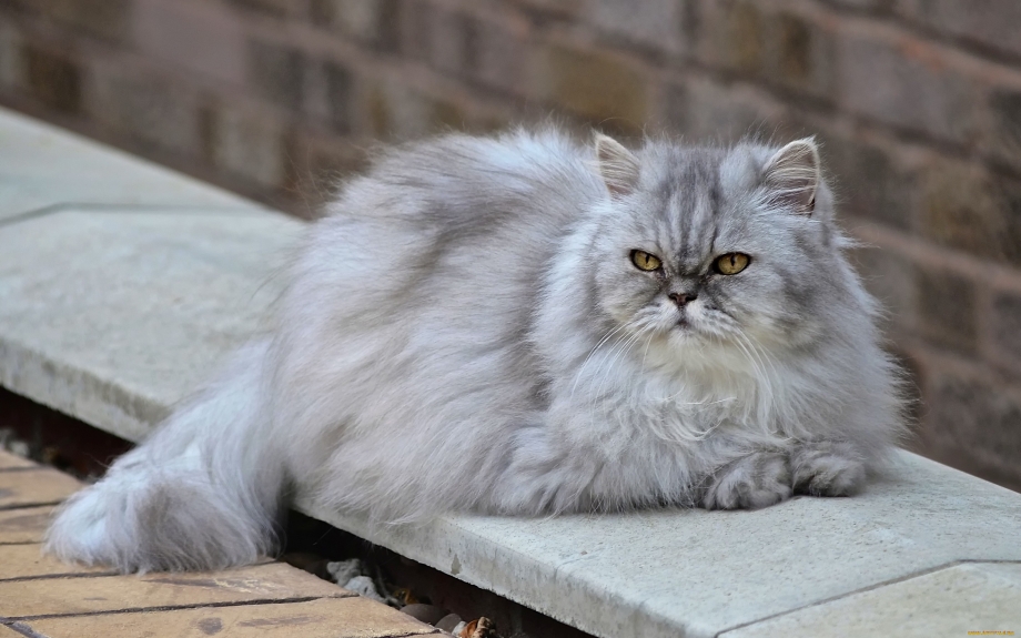 Персидская кошка