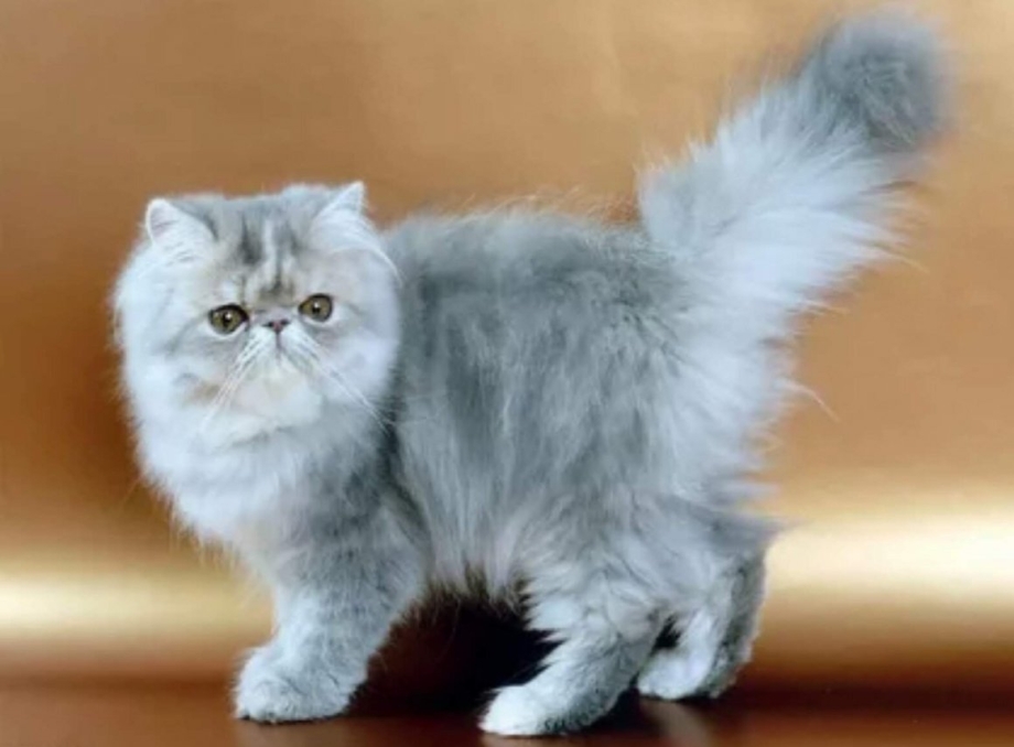 Персидская кошка