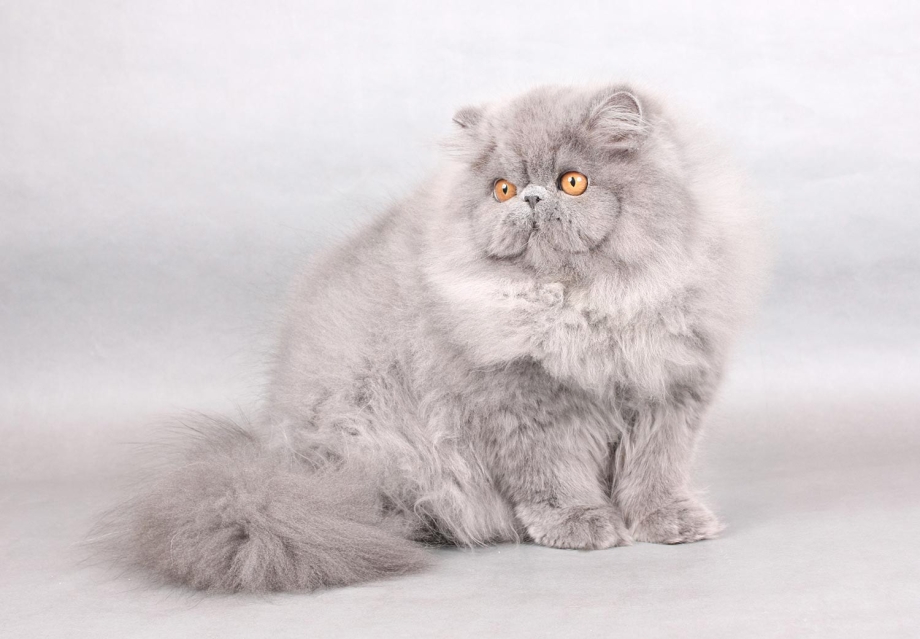 Персидская голубая кошка