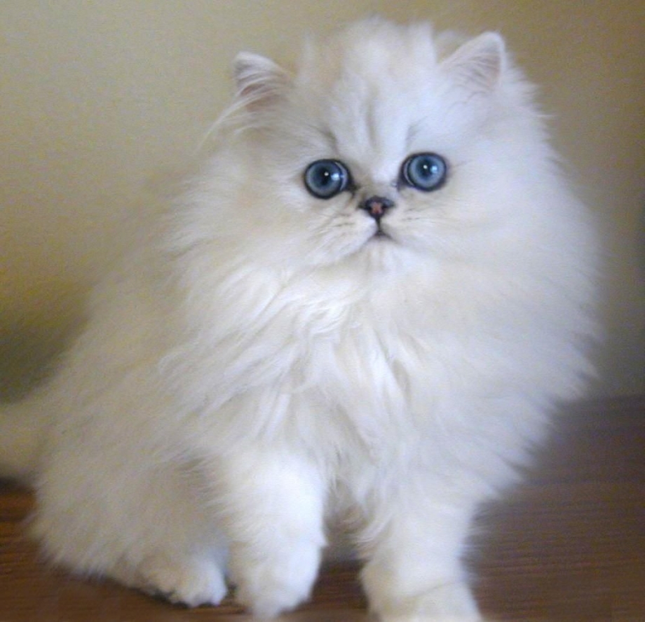 Персидская голубая кошка