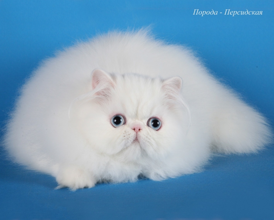 Белая голубоглазая Персидская Персидская кошка