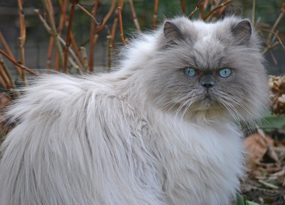 Персидская голубая кошка