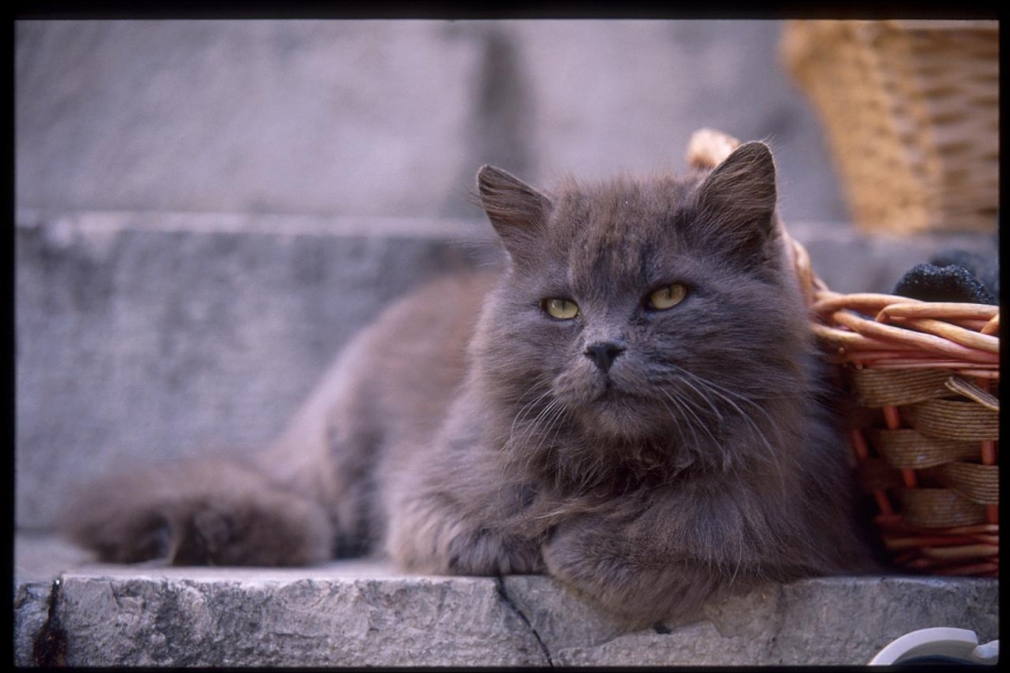 Персидская голубая кошка