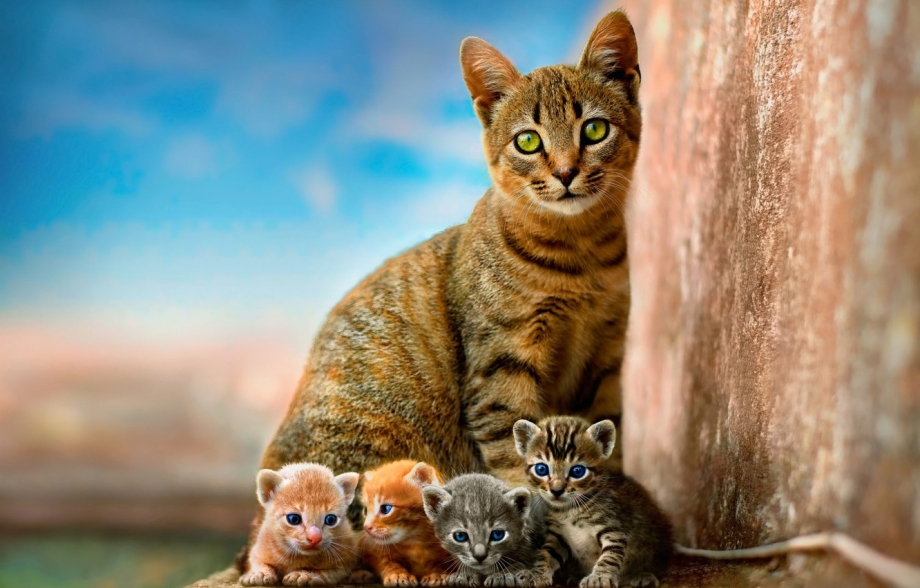 Кошка с котятами