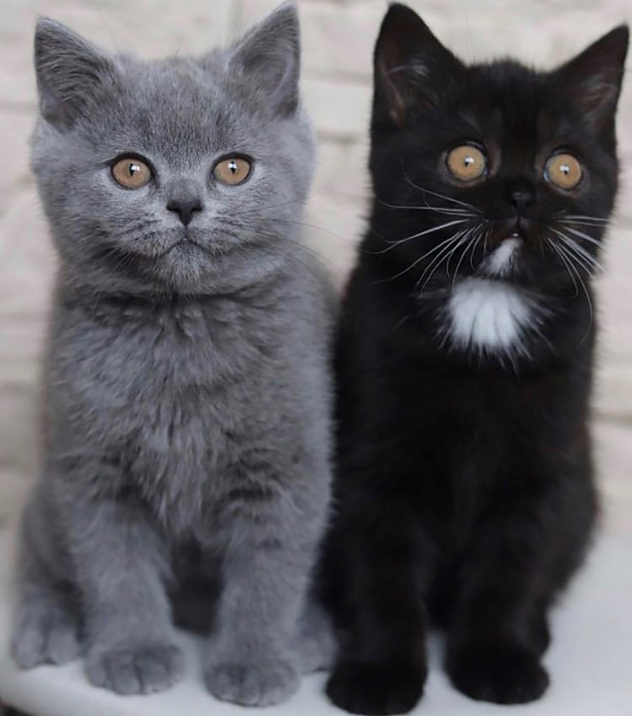 Котята кормятся