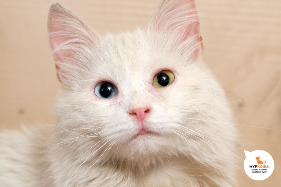 Кошка воспитывает котенка