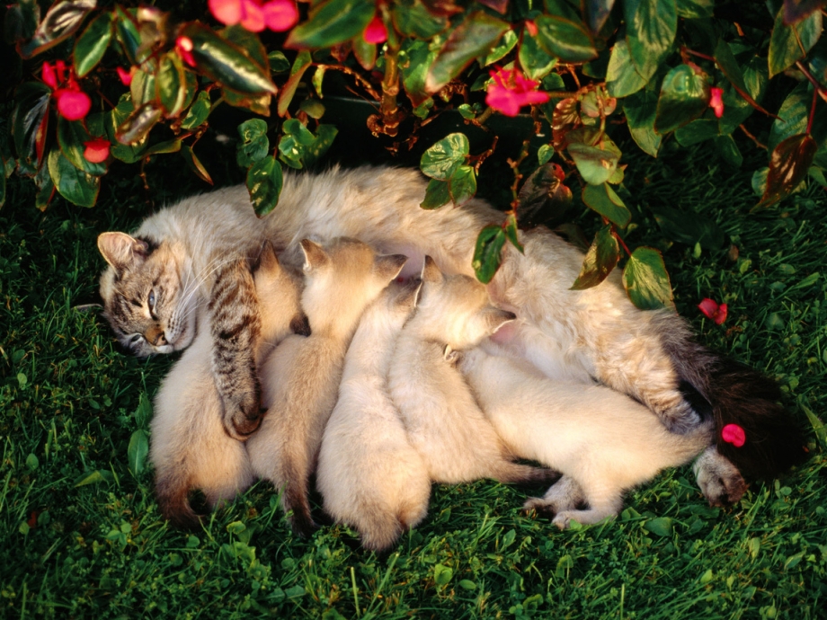 Кошка с котятами