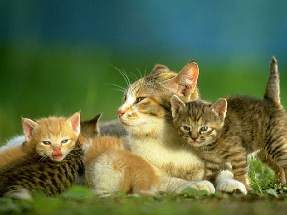 Кошка вскармоивает кота