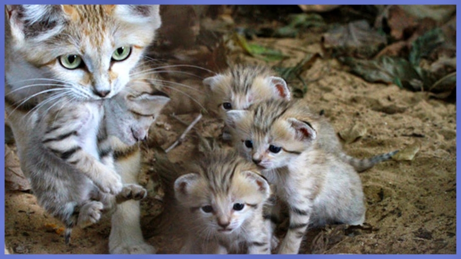 Черная кошка с котятами
