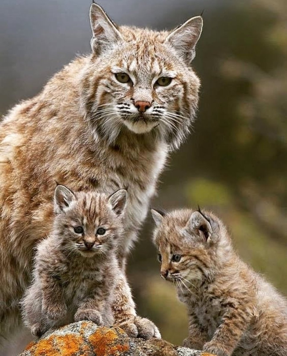 Кошка выкормила бельчат