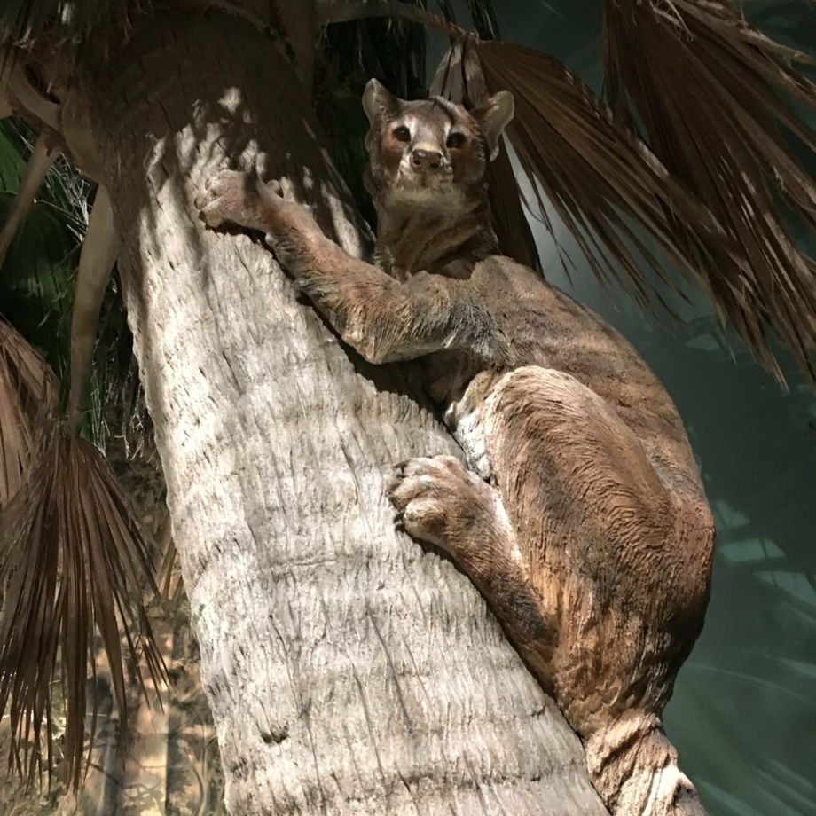 Двуликий британский кот