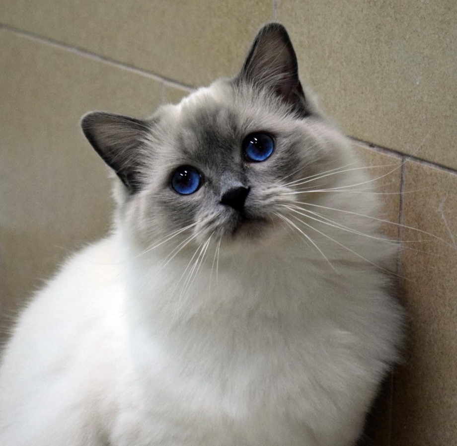 Seal mitted Рэгдолл