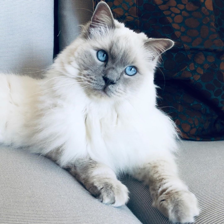 Полинезийские коты