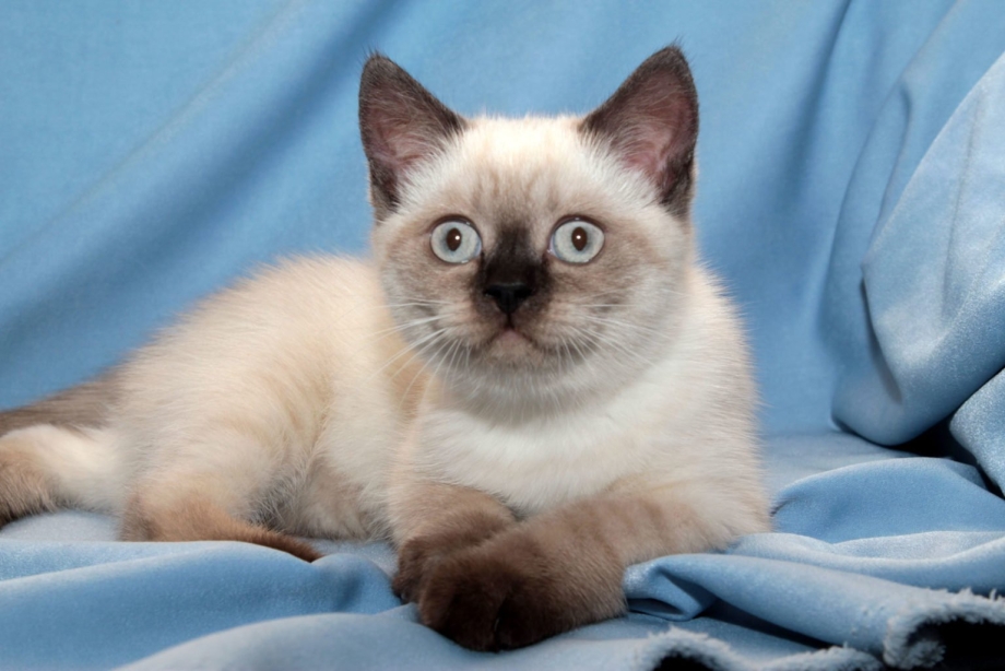 Рэгдолл кошка котята
