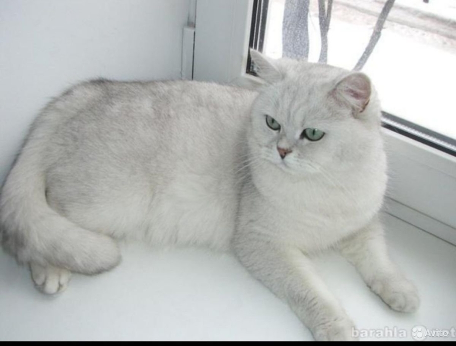Шотландская шиншилла белая