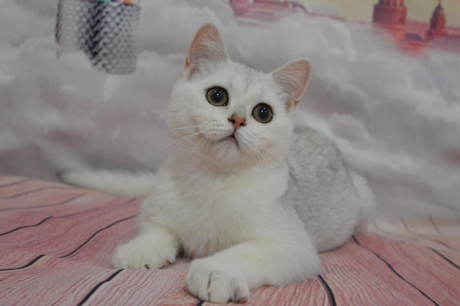 Шотландская шиншилла белая