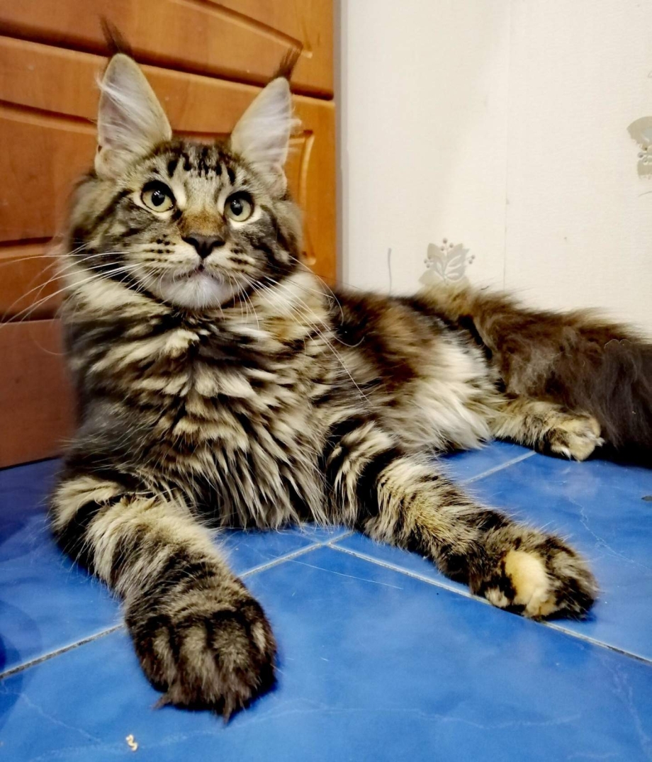 Кот Мейн кун 6 месяцев