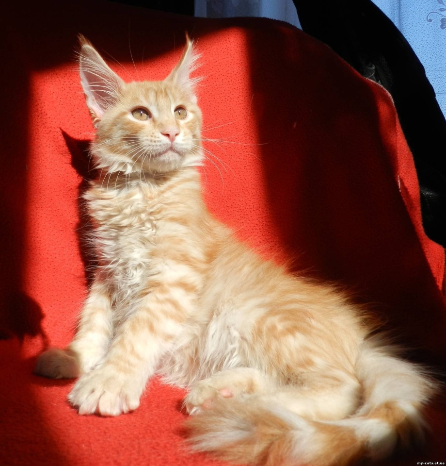 Кот Мейн кун приют