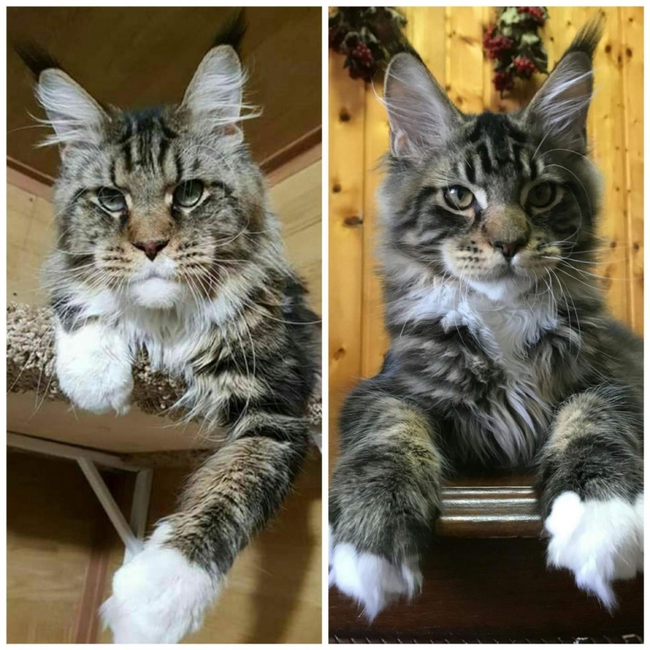 Вес взрослого Мейн куна кота