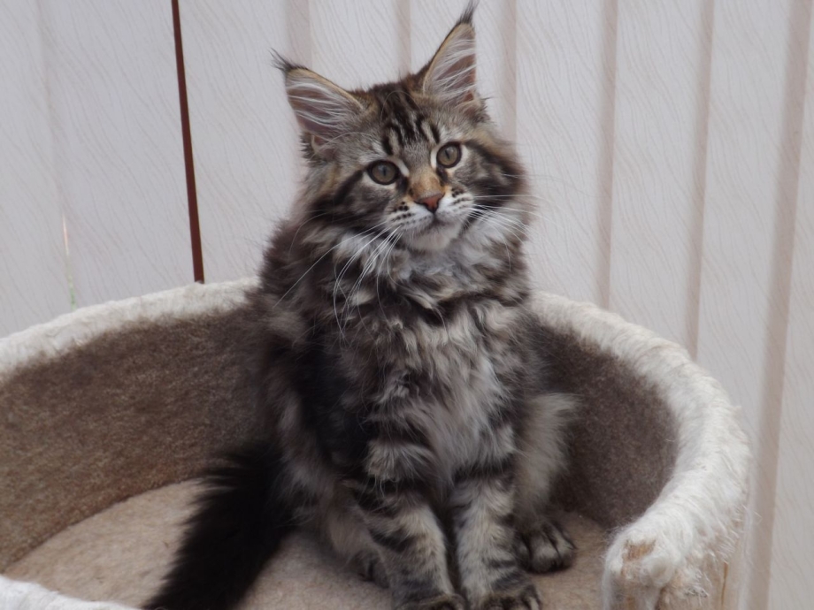Вес кота Мейн куна