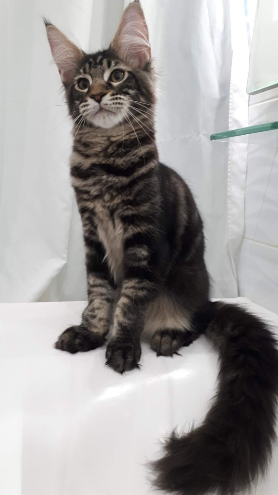 Котенок Мейн куна 4 месяца