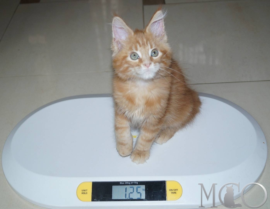 Мейн кун вес 1год4 месяца