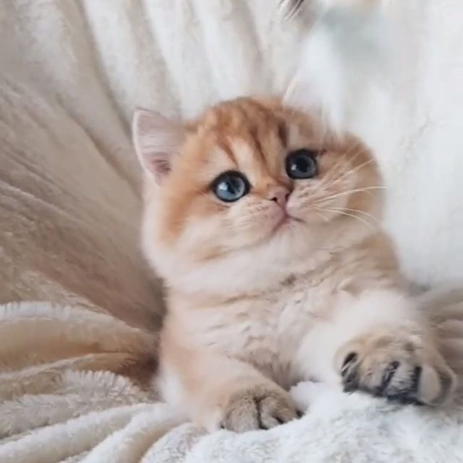 Кот британец Золотая шиншилла