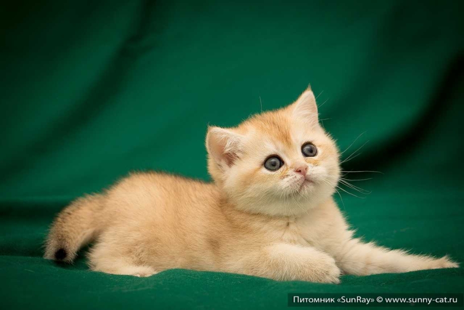 Британская шиншилла кот рыжий