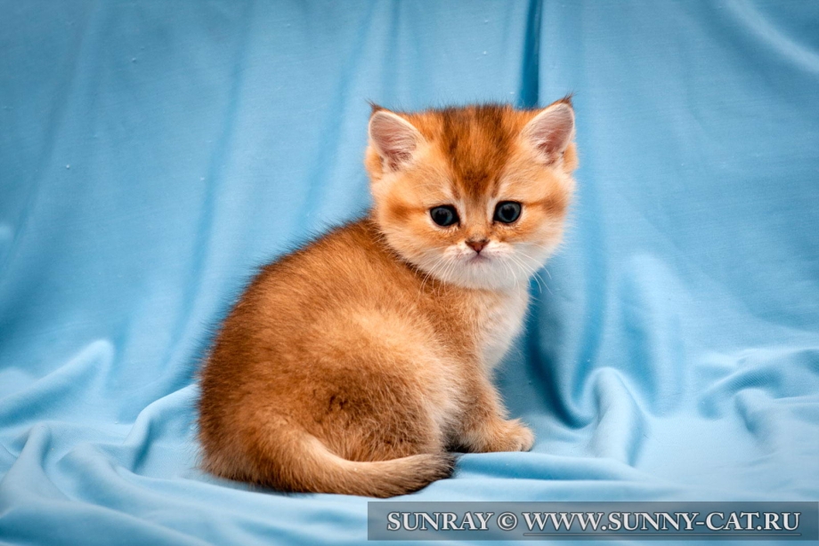 Котята Голден Бритиш