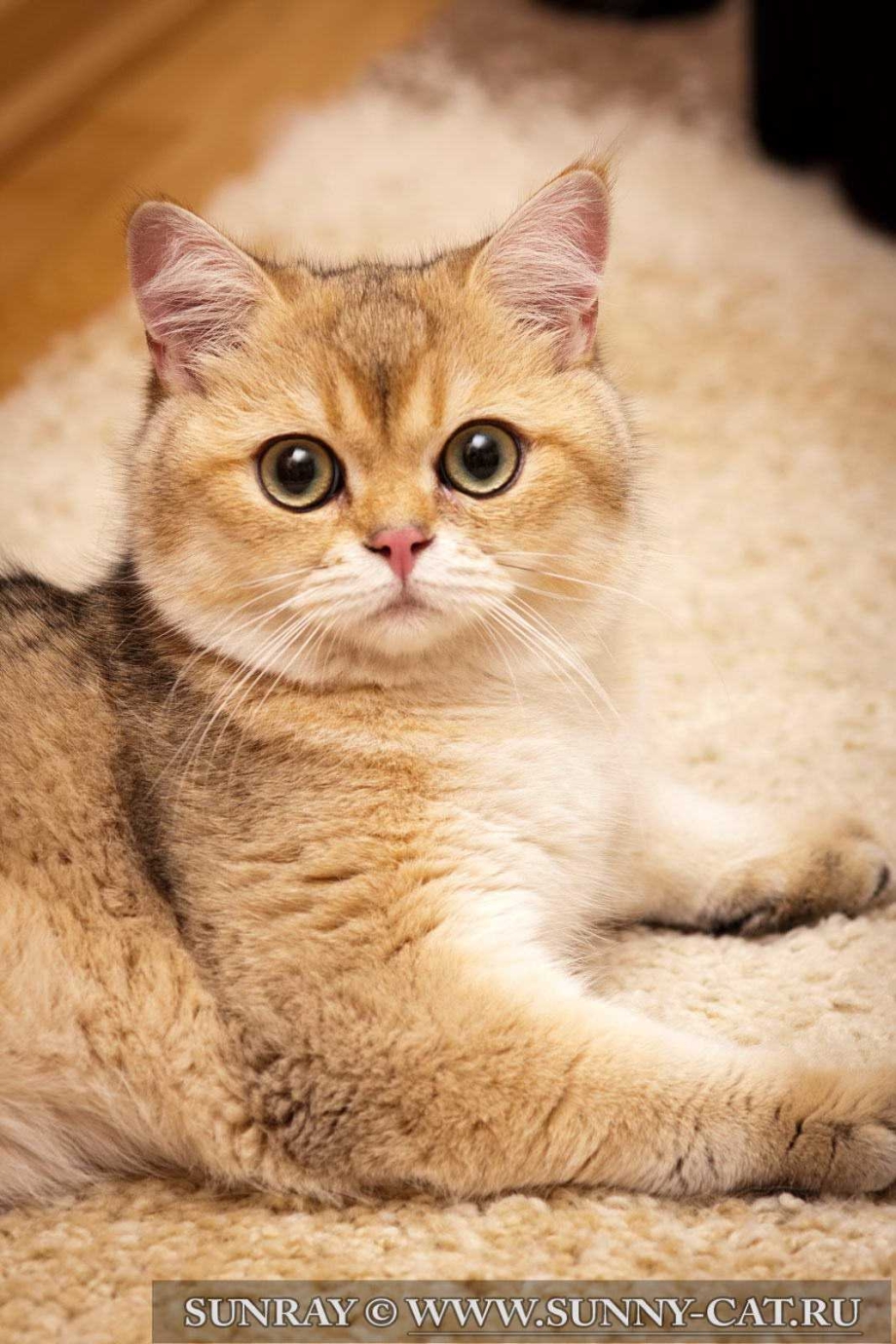 Золотая Британская шиншилла котята котята