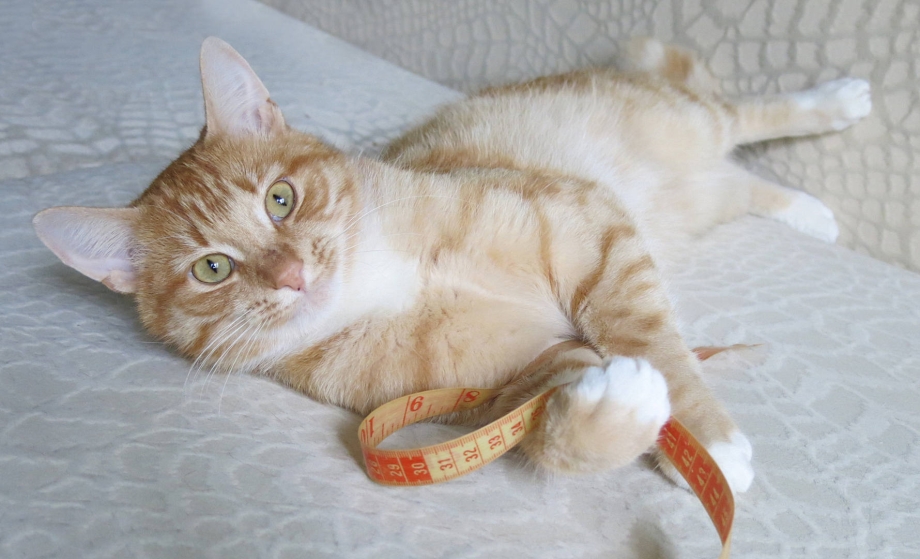 Коты компаньоны породы