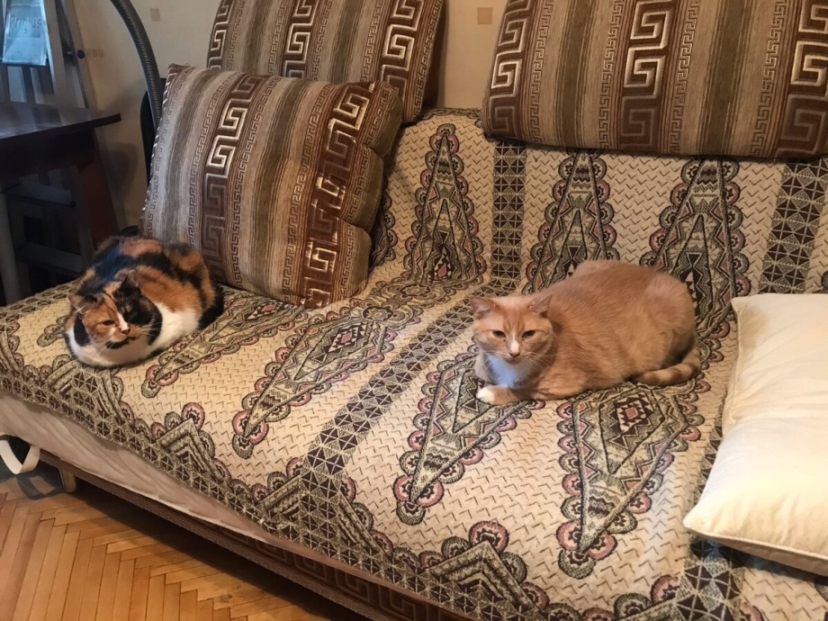 2 Кот если у вас 3 кота ну кошки