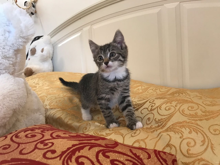 Кот Дюшес