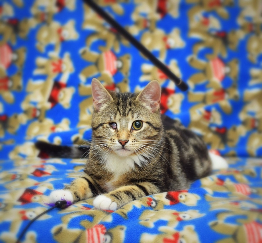 Senya_the.Cat Инстаграмм