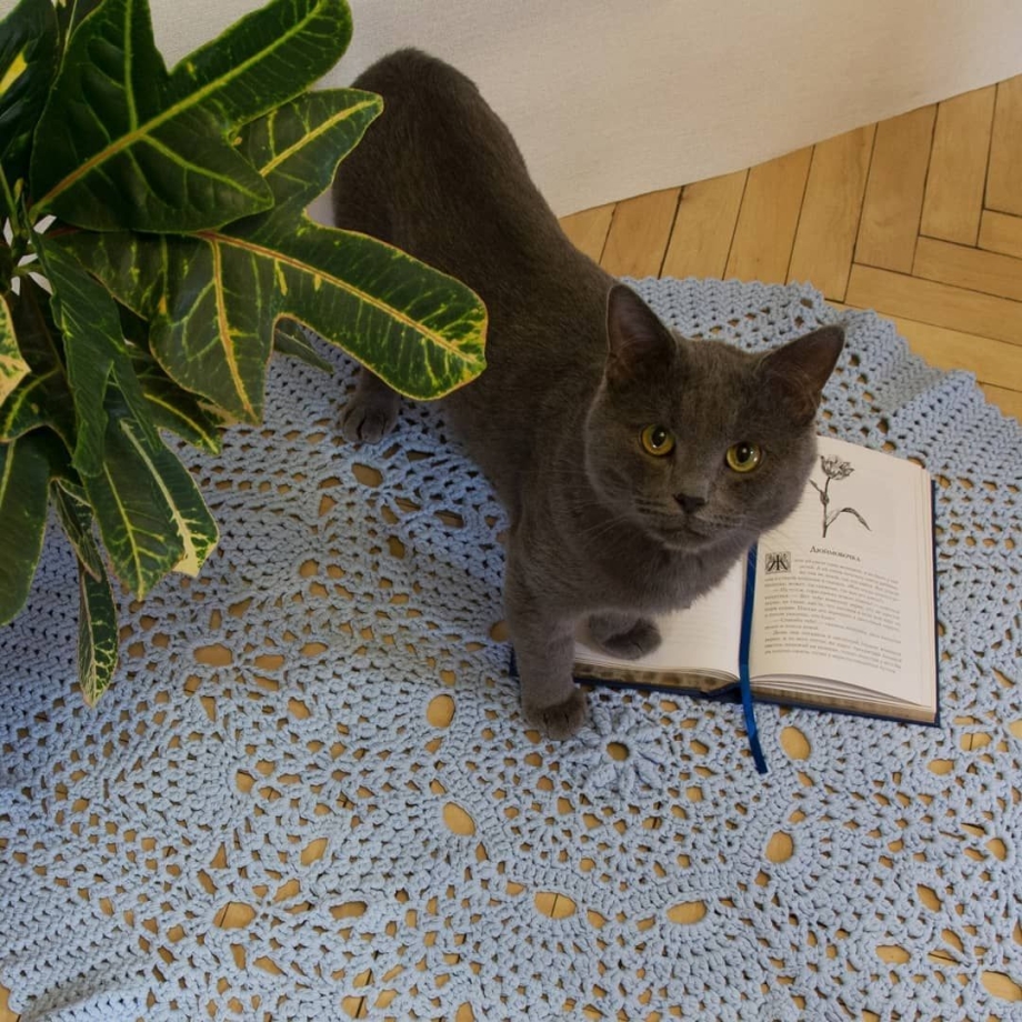 Кошка компаньон