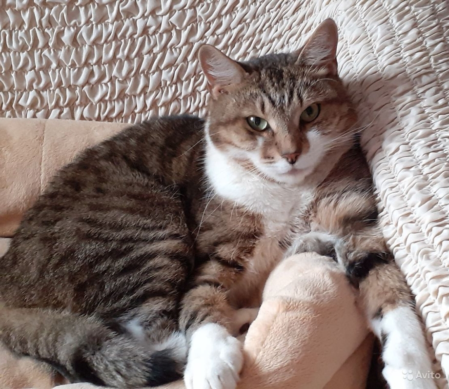 Коты компаньоны