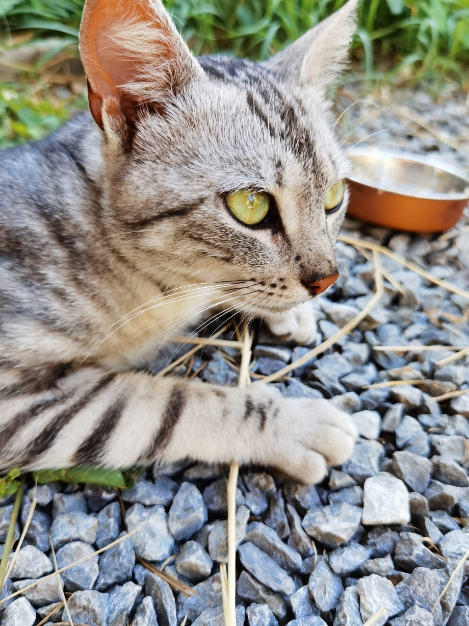Европейский кот