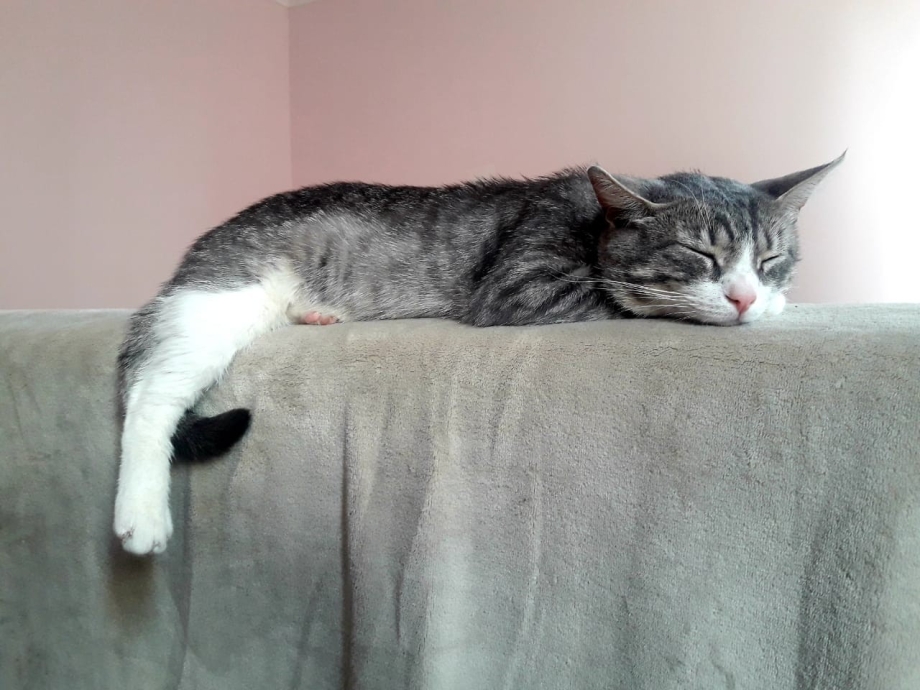 Фотографии кота один дома самые классные