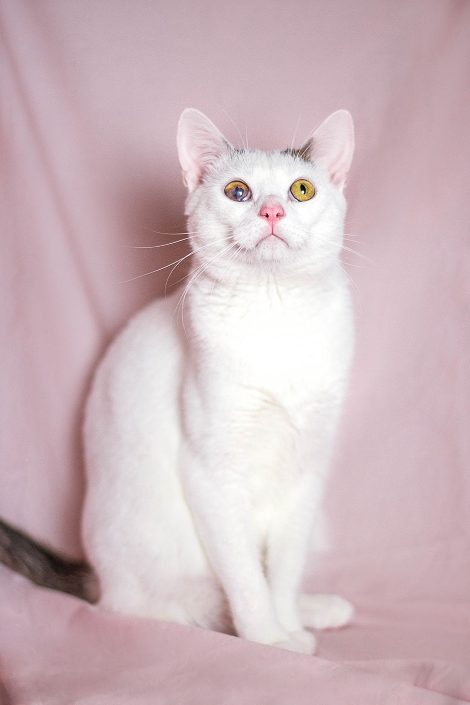 Коты путешественники