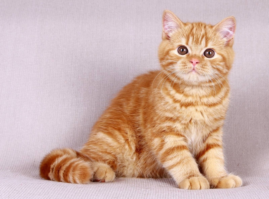 Кошка рыжая табби