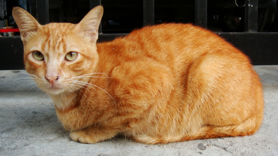 Tabby Cat рыжий