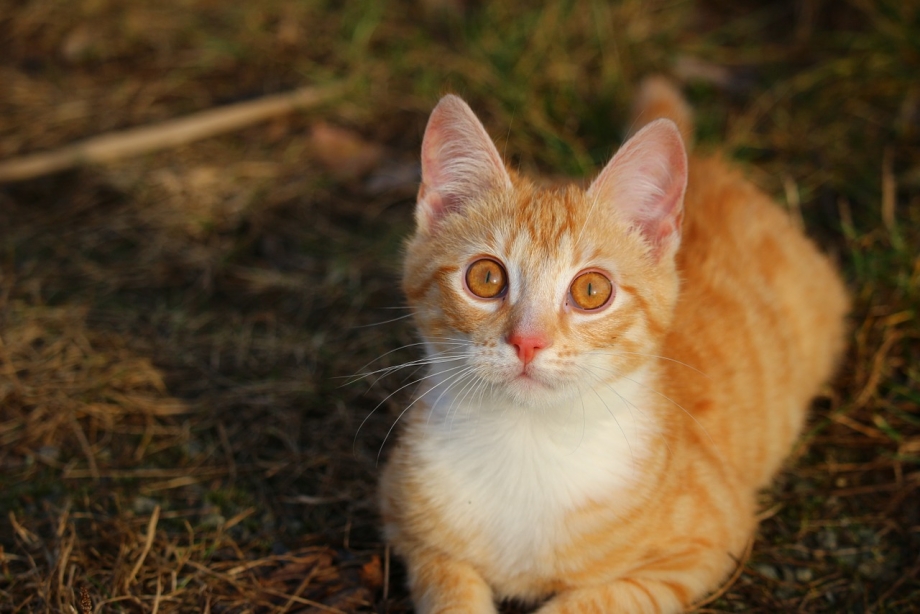 Tabby Cat рыжий