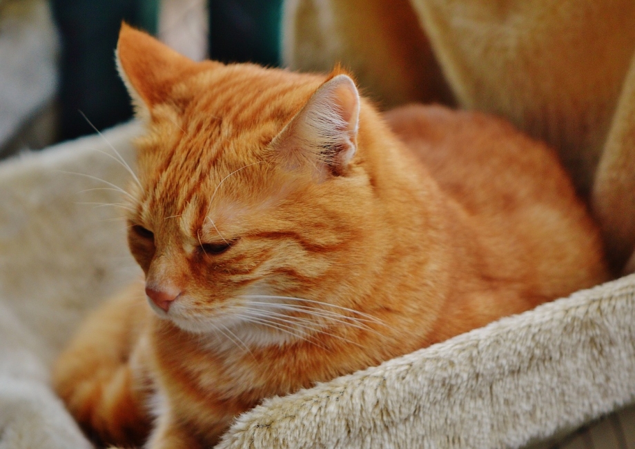 Американский короткошерстный кот рыжий